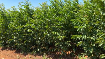 Bandırma Fidan Fide A.Ş. Hüseyin Olacak yönetiminde ceviz fidanı üretim