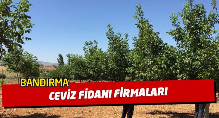 2025-2026 sezonunda Bandırma'daki ceviz fidanı yetiştiren üretici firmalarda aşılı ceviz