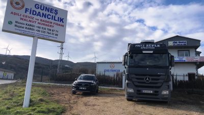 Güneş Fidancılık Bandırma’da aşılı ceviz fidanı üretimi ve satışı yapan
