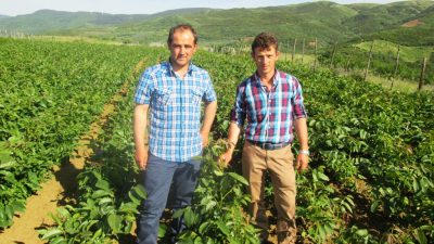 Görkem Fidancılık Aşılı ve sertifikalı ceviz fidanı, Badem Fidanı ve