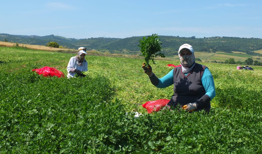 Balıkesir’in verimli tarım bölgelerinden Gönen’de, maydanoz hasadı başladı. İlçenin önemli