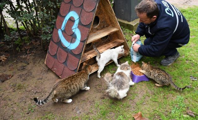 Balıkesir Büyükşehir Belediyesi Sokak Hayvanlarına Destek Veriyor Balıkesir’de sokak hayvanlarının