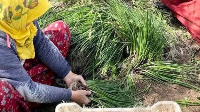 Balıkesir’in Erdek ilçesi Ballıpınar Mahallesi'nde, coğrafi işaretli Kapıdağ Mor Soğanı’nın