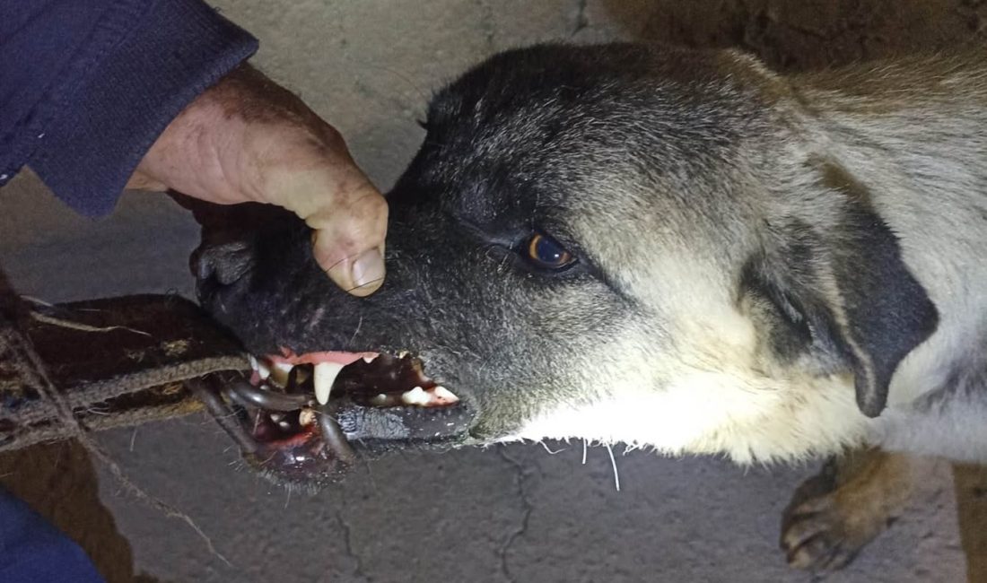 Edremit’te Yaşanan Olay Balıkesir‘in Edremit ilçesinde, bir köpeğin ağzına saplanan