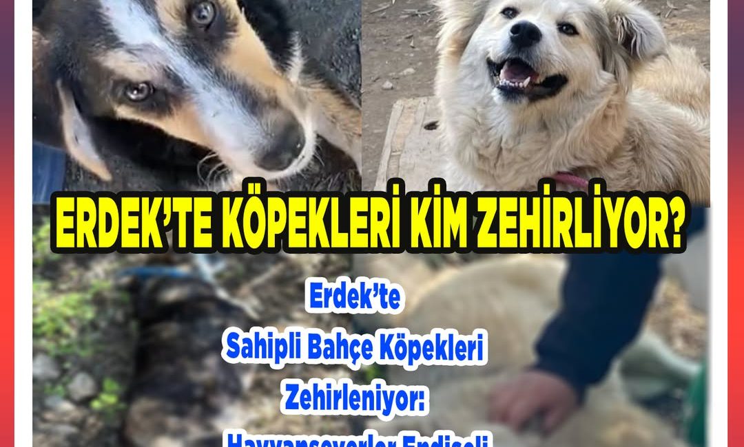Erdek’te Artan Zehirlenme Olayları Erdek ilçesinde son zamanlarda artan sayıda