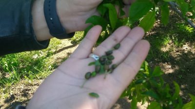 Balıkesir’de Tarıma Vuran Don Balıkesir’de yaşanan zirai don olayları, üreticileri