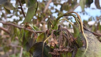 Balıkesir’de Meyvelere Kar Yağdı: Don Etkisiyle Kayıp Verildi Balıkesir‘de dün