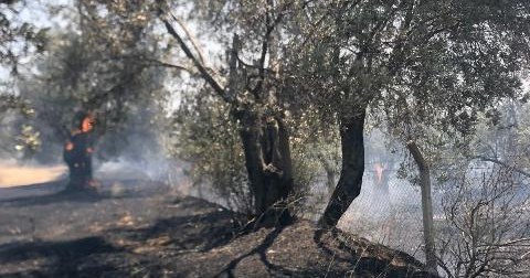 Edremit’te Zeytin Alanda Yangın Çıktı Edremit ilçesi Eminkuyu Mahallesi’ndeki bir
