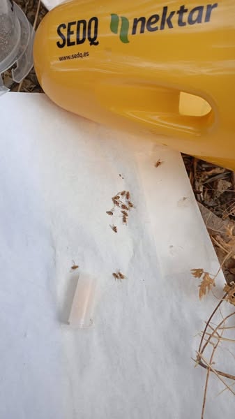 Erdek’te yürütülen zeytin sineğiyle mücadele çalışmaları kapsamında, son 12 saatte