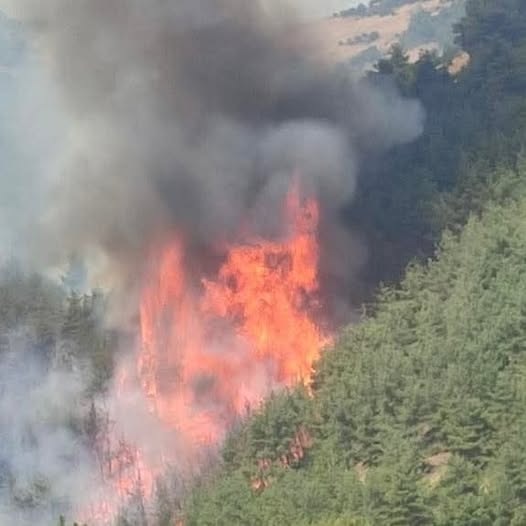 Balıkesir’in Savaştepe ilçesinde bir tavuk çiftliğinde başlayan ve ormanlık alana
