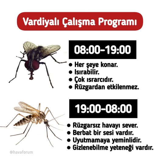 Gönen’de karasinek ve sivrisineklerin çalışma saatlerinde değişiklik yapıldı. Yapılan güncellemeyle