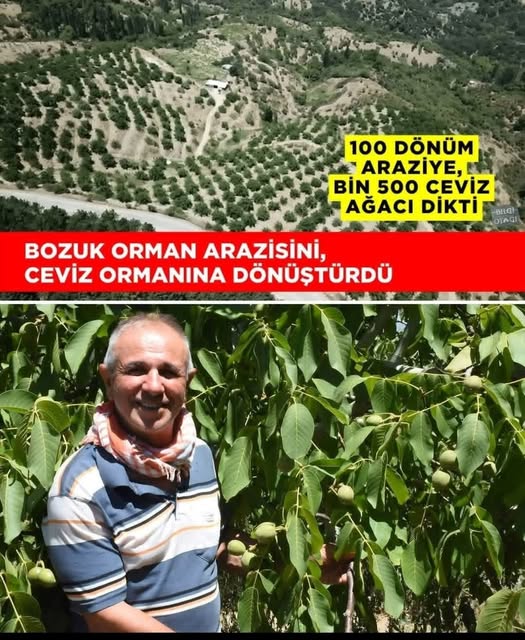 Ceviz Ormanı Hayali Gerçek Oldu İzmir’de yaşayan 66 yaşındaki emekli