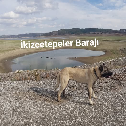 Balıkesir’in içme suyu ihtiyacını karşılayan İkizcetepeler Barajı’ndaki doluluk oranı, yüzde