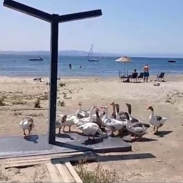Balıkesir’in Erdek ilçesinde denize girdiği belirlenen kazlar, sağlık kontrollerinin ardından