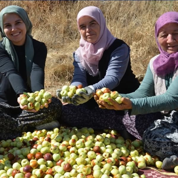 Manisa’nın Demirci ilçesinde hünnap hasadı başladı. Türkiye’nin önemli hünnap üretim