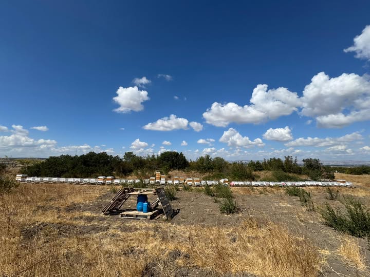 Balıkesir Üniversitesi, Arıcılıkta Çevre Dostu İnovasyonla Dünya Standartlarını Yakaladı Balıkesir