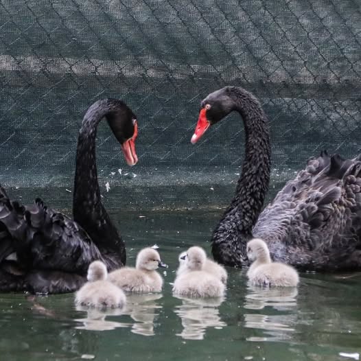 Ankara’nın sembollerinden Kuğulu Park’ta kuğu ailesi büyüdü. Parkta, beş yeni
