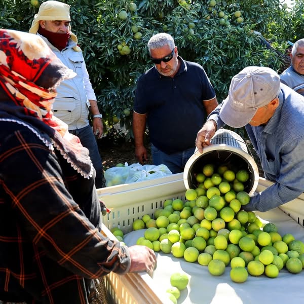 Adana’da erkenci cins mandalina hasadı başladı. Zirai dondan etkilenmeyen ürün,