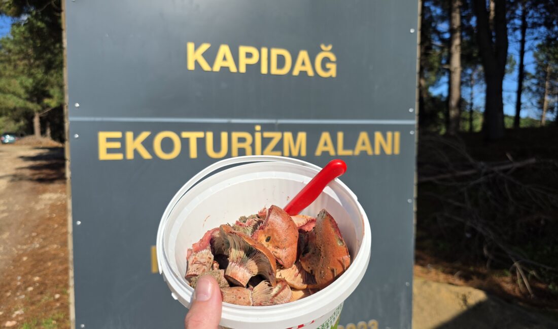 Kilosu 969 TL’ye Satılıyor. Erdek Kapıdağ’a Vatandaşlar Toplamak İçin Akın Ediyor! Erdek Kapıdağ'da melki mantarı sezonu açıldı. Kilosu internette 969 TL'ye