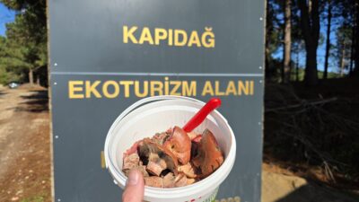 Erdek Kapıdağ'da melki mantarı sezonu açıldı. Kilosu internette 969 TL'ye