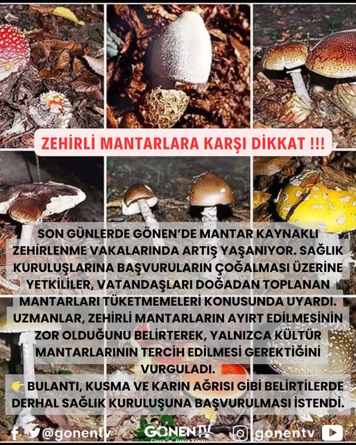 Gönen’de Mantar Zehirlenme Vakalarında Artış Gönen’de son günlerde doğadan toplanan