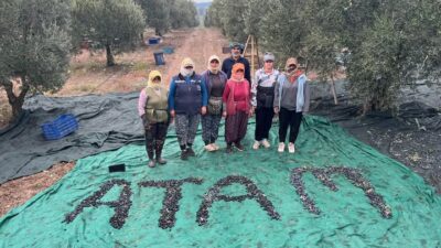 Balıkesirli Kadınların Anlamlı Tarlası Balıkesir’de zeytin hasadı yapan bir grup