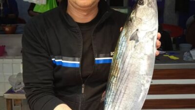 Erdek’in Tatlısu Mahallesi açıklarında denize açılan balıkçılar, 5 kiloluk dev