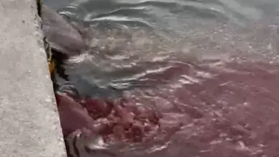 Bandırma’da denize arıtılmadan bırakıldığı iddia edilen kentsel atık su, bu