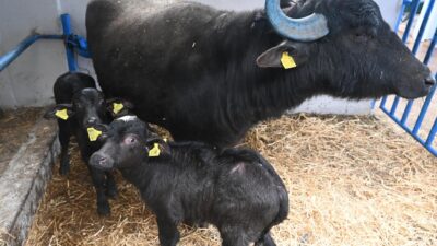 Bandırma Koyunculuk Araştırma Enstitüsü Müdürlüğü, 2026 yılı boyunca üretilecek manda