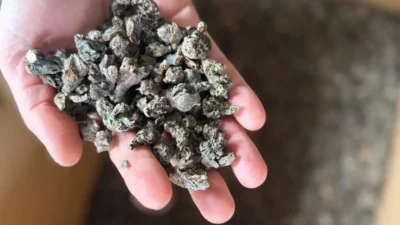 Balıkesir Orman Bölge Müdürlüğü, kestane ormanlarındaki zararlıları kontrol altına almak