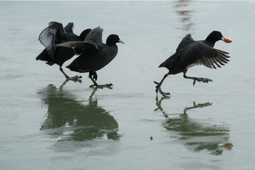 Ankara’da etkili olan soğuk hava dalgası, Gölbaşı’ndaki Mogan Gölü’nün kısmen