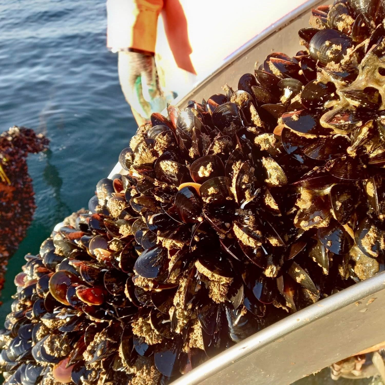 Japonya Heyeti Erdek'te