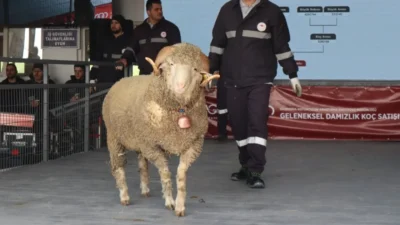 Bandırma Koyunculuk Araştırma Enstitüsü’nde gerçekleştirilen 83. Geleneksel Damızlık Koç Satışı'na