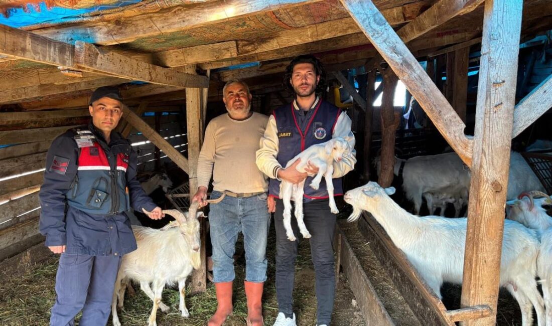 Gömeç'te kaybolan 50 küçükbaş hayvan, jandarma ekiplerinin özverili çalışmasıyla sağ