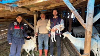 Gömeç'te kaybolan 50 küçükbaş hayvan, jandarma ekiplerinin özverili çalışmasıyla sağ