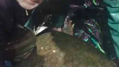 Bandırma Körfezi'nde balıkçı ağlarına takılan nadir caretta carettanın kurtarılma hikayesini