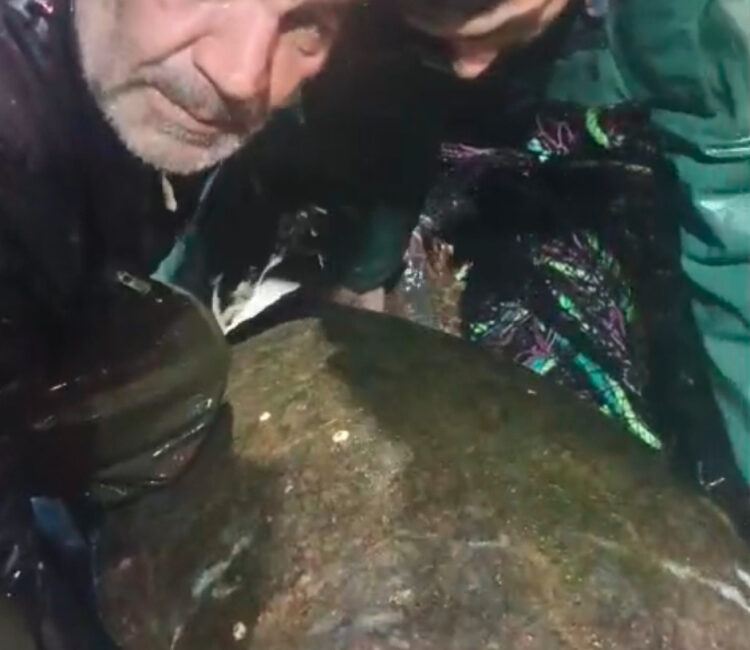 Bandırma Körfezi'nde balıkçı ağlarına takılan nadir caretta carettanın kurtarılma hikayesini