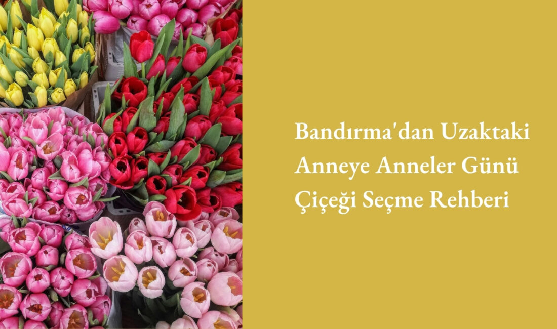 Bandırma'nın demografik yapısına bakıldığında dikkat çekici bir veri çıkar: Üniversite,