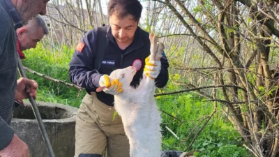 Manyas'ta kuyuya düşen oğlak, itfaiye ekiplerinin hızlı müdahalesiyle kurtarıldı. Detaylar