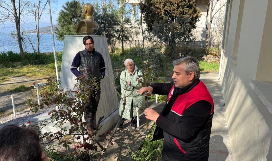 Erdek Paşalimanı Adası’nda zeytin yetiştiriciliği ve budama teknikleri ile ilgili