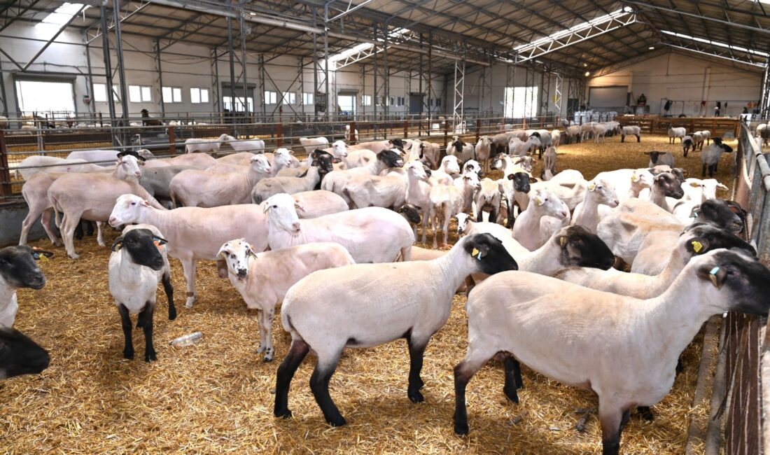 Bandırma Koyunculuk Araştırma Enstitüsü, yaz hazırlıkları kapsamında kırkım yaptı ve