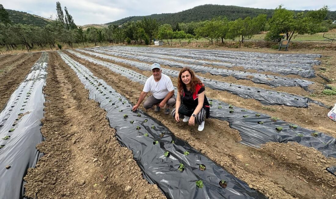 Balıkesir'de tarımsal üretimi artırmak için Erdek'te kurulan çilek bahçelerini keşfedin.