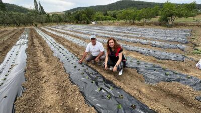 Balıkesir'de tarımsal üretimi artırmak için Erdek'te kurulan çilek bahçelerini keşfedin.