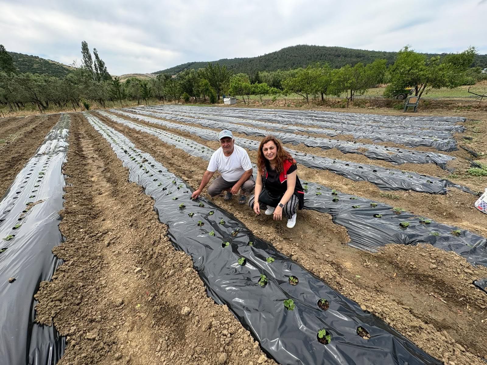 Balıkesir'de tarımsal üretimi artırmak için Erdek'te kurulan çilek bahçelerini keşfedin.
