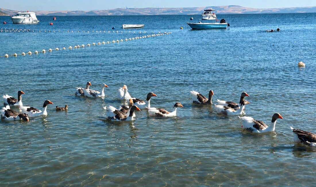 Erdek'in meşhur kazları sahilde! Geçen yıl denize girerek olay olan