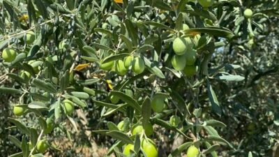 Erdek Kapıdağ'da zeytin sineği görüldü! Zeytin üreticileri, Tarım Müdürlüğü'nün uyarısıyla