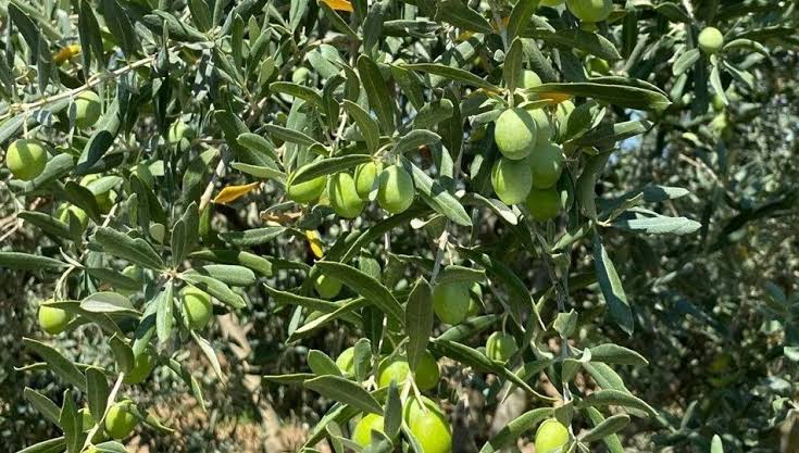 Erdek Kapıdağ'da zeytin sineği görüldü! Zeytin üreticileri, Tarım Müdürlüğü'nün uyarısıyla