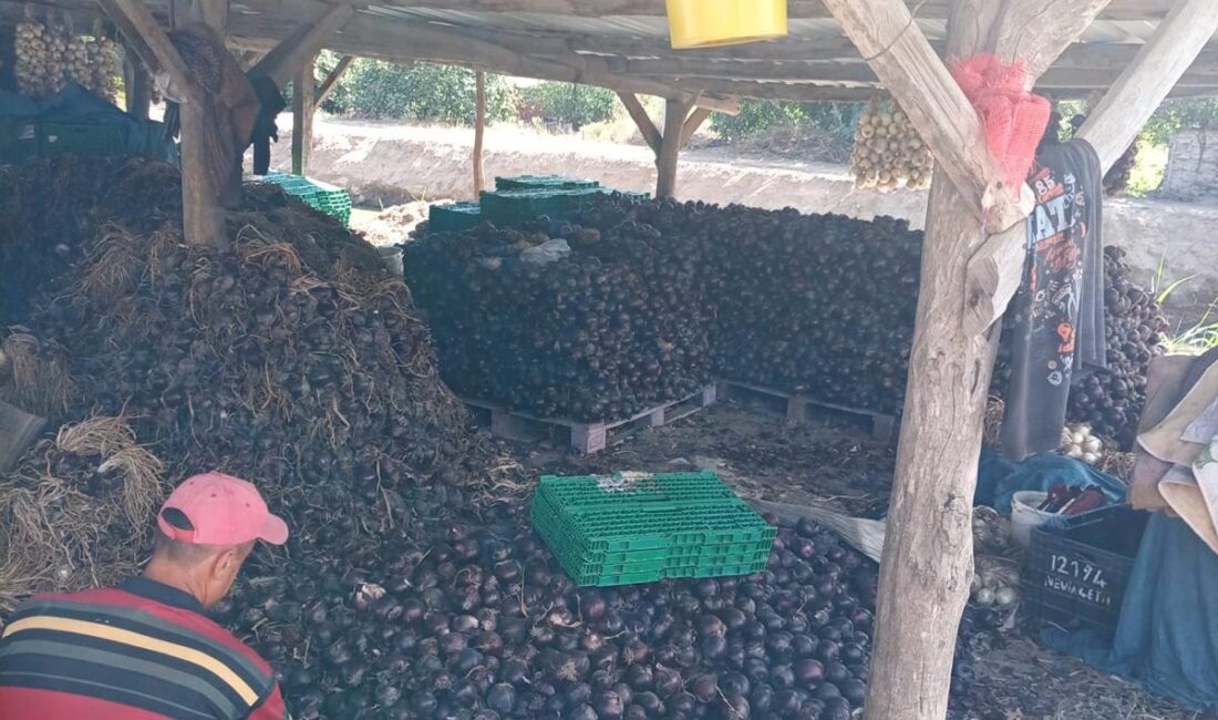Kapıdağ Yarımadası'nın tescilli mor soğanında erken dikimle üretim 700 tona