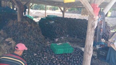 Kapıdağ Yarımadası'nın tescilli mor soğanında erken dikimle üretim 700 tona