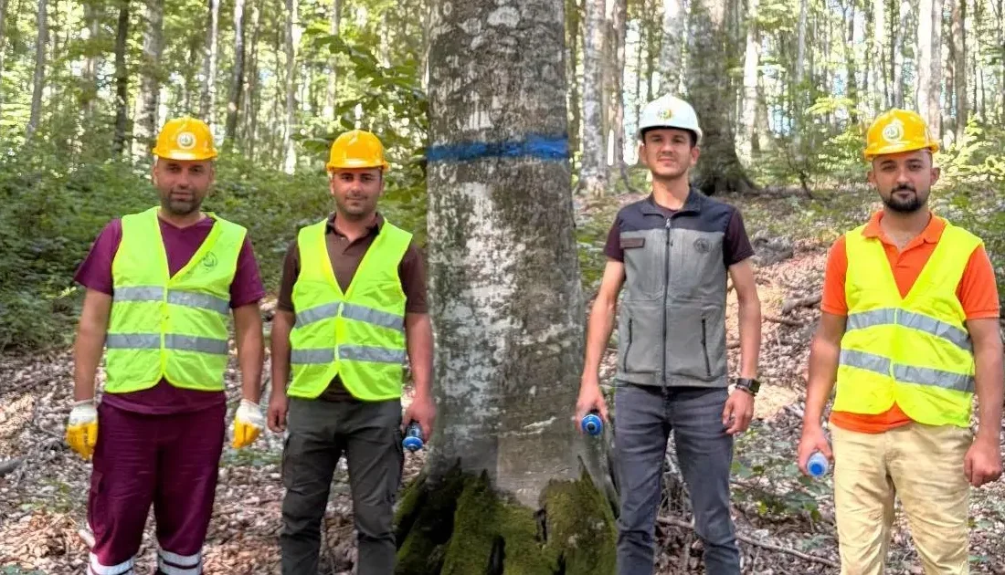 Balıkesir Orman'da kayın tohumlama kesimleri başladı! Doğal gençleştirme çalışmalarıyla geleceğe